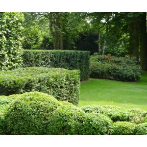 Taxus Baccata 60-80 cm