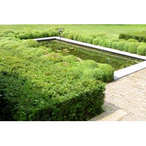 Taxus Baccata 60-80 cm