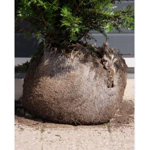 Taxus Baccata bol 40 cm