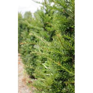 Taxus Baccata 60-80 cm