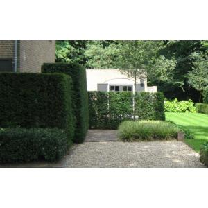 Taxus Baccata 125-150 cm