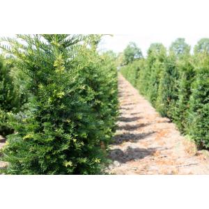 Taxus Baccata 60-80 cm