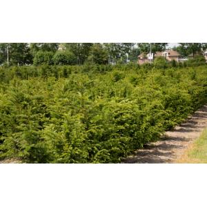 Taxus Baccata 60-80 cm