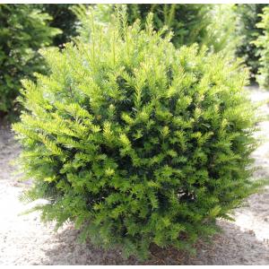 Taxus Baccata bol 40 cm