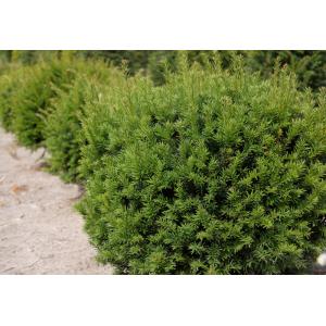 Taxus Baccata bol 40 cm