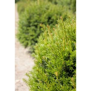 Taxus Baccata bol 40 cm