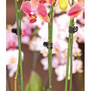 Orchideeenclips Orchideeenclips