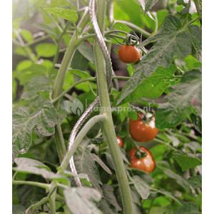 Tomatensteun Tomatensteun