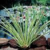 Dwergkalmoes (Acorus gramineus) moerasplant