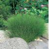 Naaldwaterbies (Eleocharis acicularis) zuurstofplant