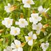 Genadekruid (Gratiola officinalis) moerasplant