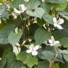 Moerasanemoon (Houttuynia cordata) moerasplant