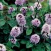 Watermunt (Mentha aquatica) moerasplant