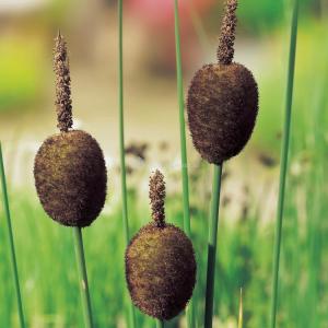 Dwerglisdodde (Typha minima) moerasplant