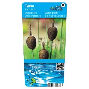 Dwerglisdodde (Typha minima) moerasplant