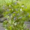 Beekpunge (Veronica beccabunga) moerasplant