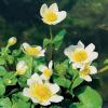 Witte dotterbloem (Caltha palustris “alba”) moerasplant