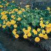 Dubbele dotterbloem (Caltha palustris “multiplex”) moerasplant