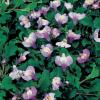 Blauwe mazus (Mazus reptans blue) moerasplant