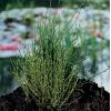 Dwergholpijp (Equisetum scirpoides) moerasplant 