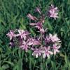 Tulbaghia (Tulbaghia violacea) moerasplant