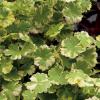 Bonte waternavel (Hydrocotyle sib. “Variegata”) zuurstofplant 