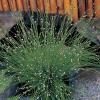 Naaldgras (Scirpus cernuus) zuurstofplant