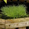 Borstelbies (Scirpus isolepsis) zuurstofplant