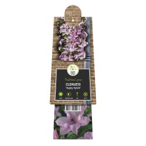 Roze bosrank (Clematis "Hagley Hybrid") klimplant