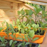 Moestuin