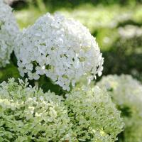 Tuinplanten